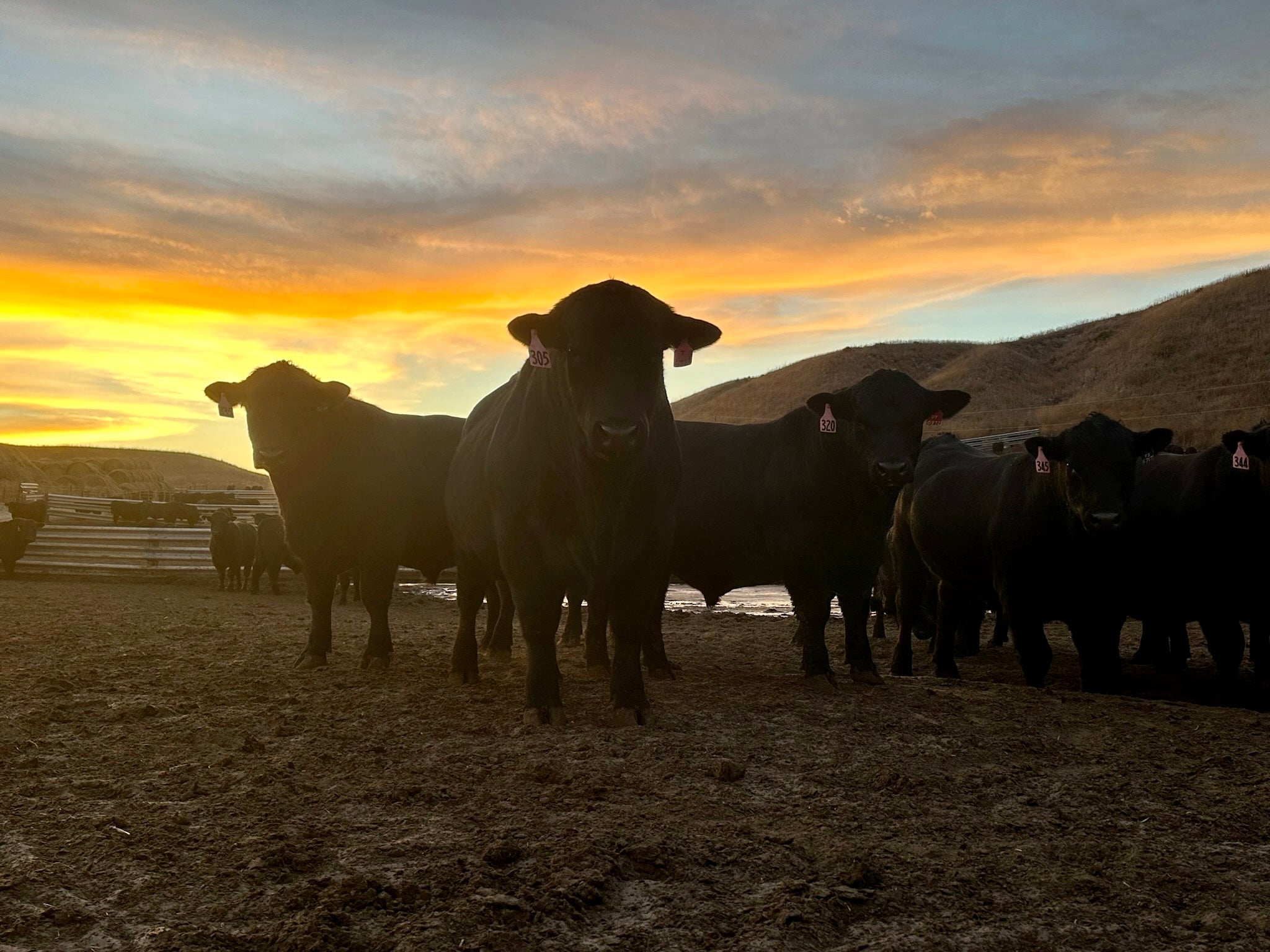 Sire Groups in our 2024 Spring Angus Bull Sale Connealy Angus