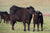 Connealy Angus Spring Bull Sale - Angus Bulls for Sale