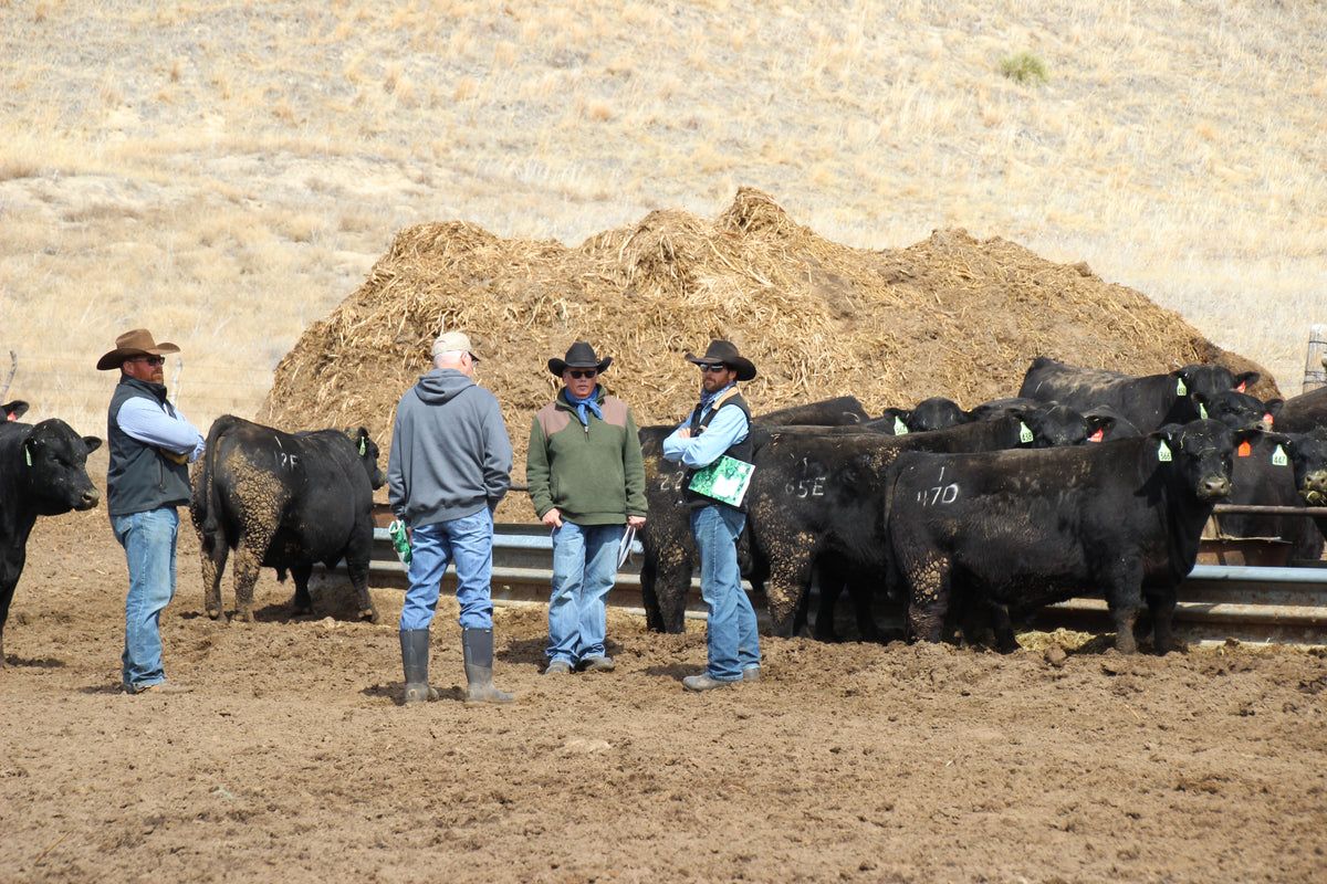 Connealy Commerce Fall Bull Sale - 475 Angus Bulls for sale – Connealy Angus