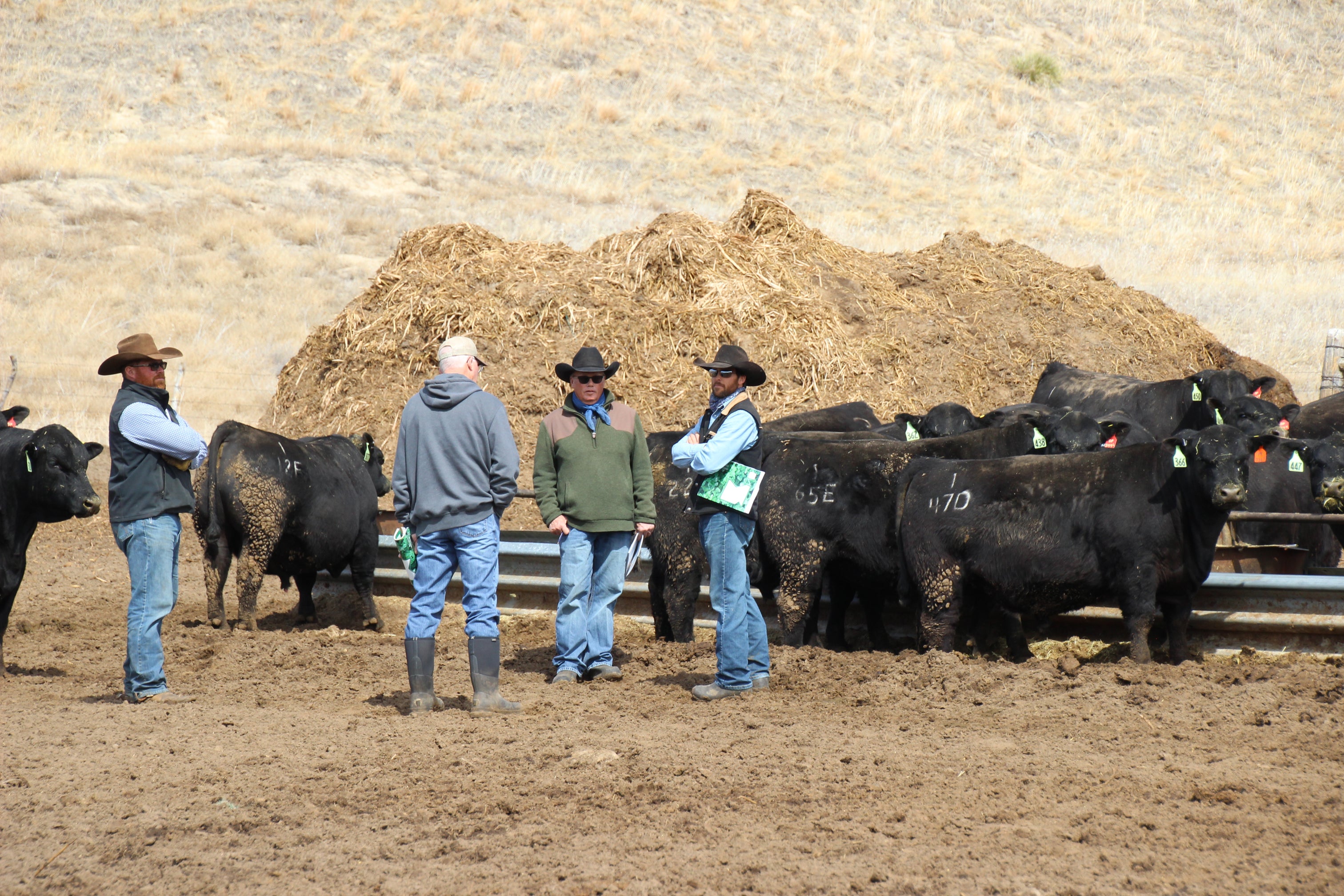 Fall Bull Sale 475 Angus Bulls for sale Connealy Angus