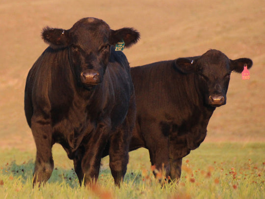Fall Bull Sale - 475 Angus Bulls for sale – Connealy Angus